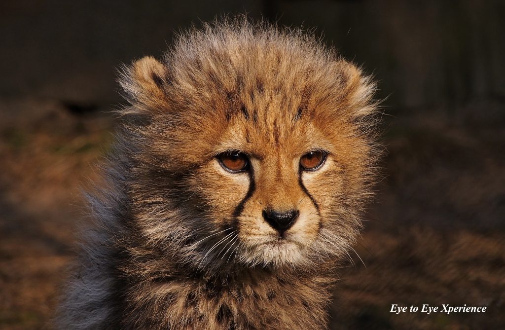 Cheeta – Jachtluipaard | Stichting SPOTS