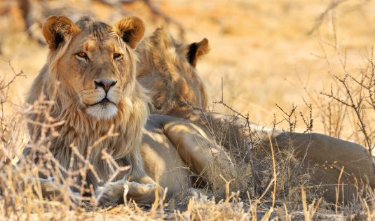 World Lion Day maar het is geen feestje voor de Koning der dieren