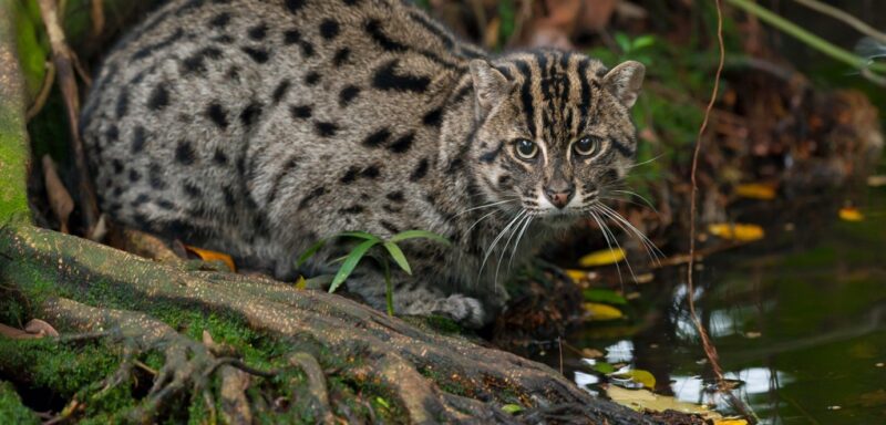 Vissende Kat Kleine Kat Van 2022 Stichting SPOTS vissende-kat-kleine-kat-van-2022-stichting-spots
