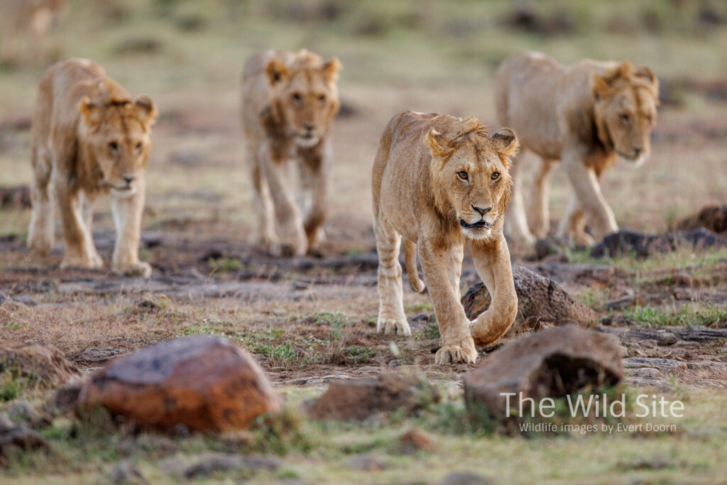 Leeuw | Stichting SPOTS