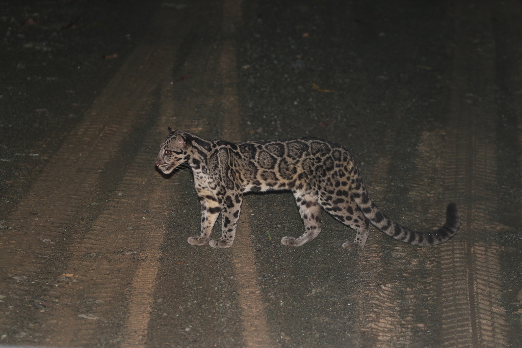 Spots Near Ruedi Sundaland(nevel)panter | Stichting SPOTS